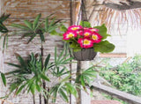 Set of 2 Modern Iron Plant Hangers, Stylish Outdoor Garden Hanging Baskets for Plants, and V1369-AZ3-W-12996