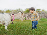 10 Pack Reflective Goat Collar with Crisp Bells,Adjustable Nylon Sheep Collar with Anti-Lost Grazing V1192-AZ-W-0929