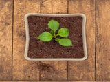 120 Pieces Biodegradable Seedling Pots, Biodegradable Pots, Biodegradable Seedling Pots for V1237-ZY-528-182