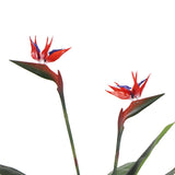 Artificial Bird of Paradise Plant 110cm V637-DP1009692N-RED