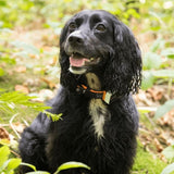 Pawfit 3 Collar Xlarge V188-PWFC3-4