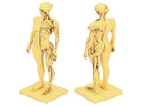 Resin Human Anatomical Head Body Muscle Model Drawing Model Decoration Teaching Mold V1294-YM0901-3115200119611