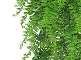 10PCS Artificial Hanging Plants Plastic Persian Fern Vines Fake Greenery Plants for Indoor Outdoor V1294-YM0901-3115240058611
