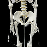 Human Skeleton Anatomical Model 180cm V63-774985