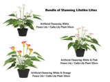 Stunning Lifelike Lilies Bundle V637-DP1194091