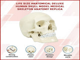 Life Size Anatomical Deluxe Human Skull Model Medical Skeleton Anatomy Replica V63-835561