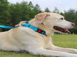 Martingale Dog Collar, 6FT Double Handle Leash for Training, Sky Blue V1259-DP01-A-4634