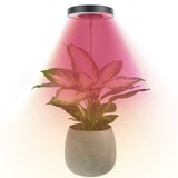 Angel Halo Ring LED Plant Grow Light, Full Spectrum Warm White & Red Blue for Succulents, Flowers, V1341-ZY-DVK5MMNN-3PCS-L