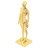 Resin Human Anatomical Head Body Muscle Model Drawing Model Decoration Teaching Mold V1294-YM0901-3115200119611