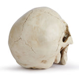 Life Size Human Skull Model 11 - Realistic, Halloween Human Skull Replica Model Resin Human Skull V1370-AZ4-06646
