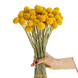 60 Stems Diameter Craspedia Dried Flowers, 16inch Billy Buttons Balls Bouquet Bundles V1370-AZ4-14729