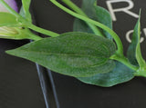 5PCS Artificial Silk Fake Eustoma Flowers Long Stem Lifelike Flowers for Wedding Party Home Decor V1294-YM0901-240821HL01-1