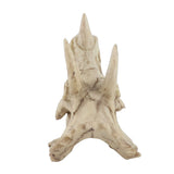 Resin Dinosaur Triceratops Skull Model Simulated Skeleton Home Office Display Decorative Craft V1294-YM0901-JY06511