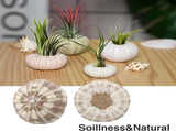 Tutuviw 5 Pcs Mini Sea Urchin Shell Air Plant Holders,Decorative Hanging Air Plant Pot, Tillandsia V1189-WXFWAL-20260319-00169