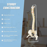 Life Size Flexible Vertebral Spine Pelvis & Femur Skeleton Model Anatomy Model V63-835611