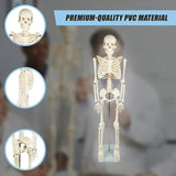 Anatomical 85cm Tall Human Skeleton with Stand Model - Medical Anatomy V63-835601