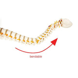 Life Size Flexible Spine Pelvis & Femur Model Anatomical Skeleton Display V63-835611