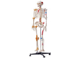 Human Skeleton Model for Anatomy, 182 cm Life Size, Accurate PVC Anatomy Skeleton Model with V952-GGJRQGMX1JTHBQTJ3V0