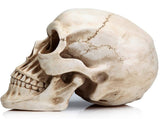 11 Replica Realistic Human Adult Skull Head Bone Model V178-84598