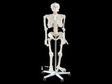 Human Skeleton Anatomical Model 180cm V63-774985