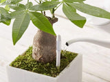 Aquameter, 5pcs, Plant Soil Moisture Sensor,House Plant Soil Moisture Meter, for Indoor Potted V1370-AZ4-08288
