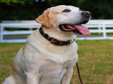 Premium Genuine Leather Dog Collar/Durable Real Leather Adjustable Collars For Male Female size V1188-MS-227-1674-4