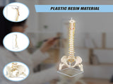 Life Size Flexible Spine Pelvis & Femur Model Anatomical Skeleton Display V63-835611