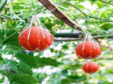 50 Pack Melon Hammocks Cradles Watermelon Nets for Melons Hanging Bags Watermelon, Honeydew Melon, V1259-DP01-A-5580