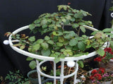 Assembled Umbrella Flower Stand Climbing Vine Plant Easy to Install Garden Plant Support V1294-YM0716-230111QY05-2