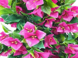 Hanging Artificial Bougainvillea Plant UV Resistant 90cm V637-DP1005616