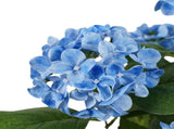 Potted Artificial Blue Hydrangea 50cm V637-05076HYD