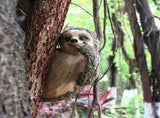 Garden Sloth Sculptures Lovely Innovative Simulation Resin Waterproof Lasting Tree Hugger V1294-YM0703-3111230019311