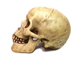Highly Realistic Replica Human Skull Statue Home Dcor Can be used as seasonal Halloween table dcor V1192-AZ-W-17035