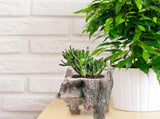 Dark Brown Resin Indoor Flower Pot, Decorative Planter for Houseplants, Stylish and , 1 Set V1192-AZ-W-22428