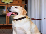 Premium Genuine Leather Dog Collar/Durable Real Leather Adjustable Collars For Male Female size V1188-MS-227-1674-5