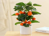 Small Fake Fruit Tree Decor Artificial Potted Tree with White Pot Potted Plant Perfect for Kitchen V1294-YM0523-220324CY13-1