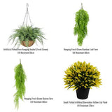 Hanging Basket, Ferns, and Small Potted Plant Bundle V637-DP1190641
