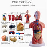 Torso Mannequin Anatomy Doll 15 Removable Parts Educational Organ Human Internal Organ Anatomy V1369-AZ3-W-11634