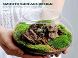 Clear Glass Terrarium Bowl Vase, Bubble-Shaped Glass Container for Plants, Indoor Garden Decor, Home V1369-AZ3-W-12814