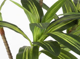 Lambu Artificial Dracaena Tree Lifelike Fake Leaves Artificial Plants Indoors UM1265-6FT-AU