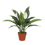 Artificial Spathiphyllum Peace Lily Plant with White Flowers 60cm V77-1188134