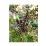 10x 100g Plant Oil Soap Patchouli Scent Pure Natural Vegetable Base Bar V238-SUPDZ-39487702302800