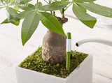 Set of 10, Plant Soil Moisture Sensor,House Plant Soil Moisture Meter, Best for Indoor Potted Plants V1369-AZ3-W-19082