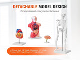 Human Anatomy Models Bundle Set, Brain, Human Torso Body, Heart, Skeleton Model Set of 4, Hands-on V952-GGJRQGMX4JTS5PXUBV0