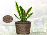 20-Pack Clear Plant Pots with Trays 4/5/6/7 Inch for Succulents Orchids Cuttings V1258-DP02-BOL-786