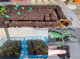 Multi-Cell Seedling Transplanter for Batch Planting-Silver V1107-119-GRE-75620
