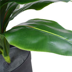 Artificial Potted Wide Leaf Birds Nest Fern 50cm V77-1043066