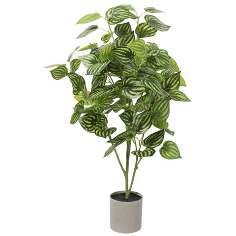 Bright Mixed Philodendron Plant 70cm V77-1043067