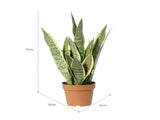 Potted Artificial Mother-In-Law'S Tongue Snake Plant 70cm V637-84501CAL