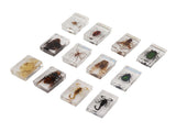 12 Pcs Real Bug Specimens Transparent Resin Science Education Classroom Bug Specimen Sample Tabletop V1294-YM0710-3115230106111